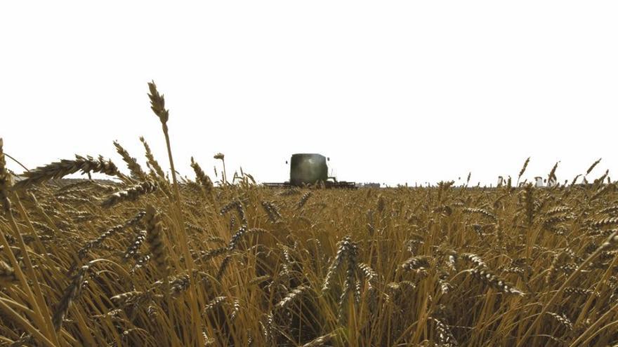 Las plagas merman las previsiones de producción de cereales de invierno en Extremadura