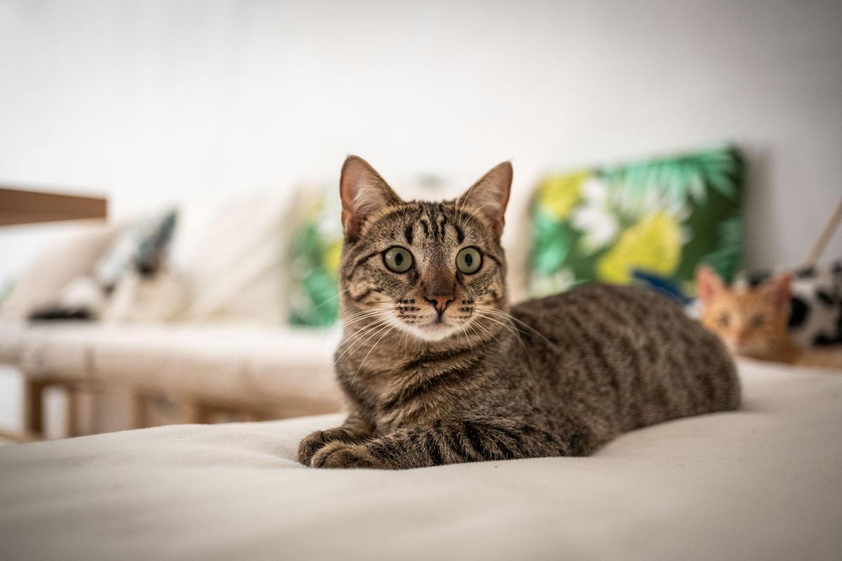 La gatería en Santa Cruz