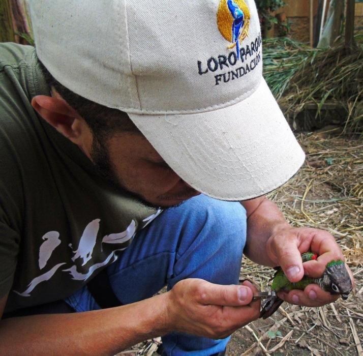 Recuperación de especies en Loro Parque