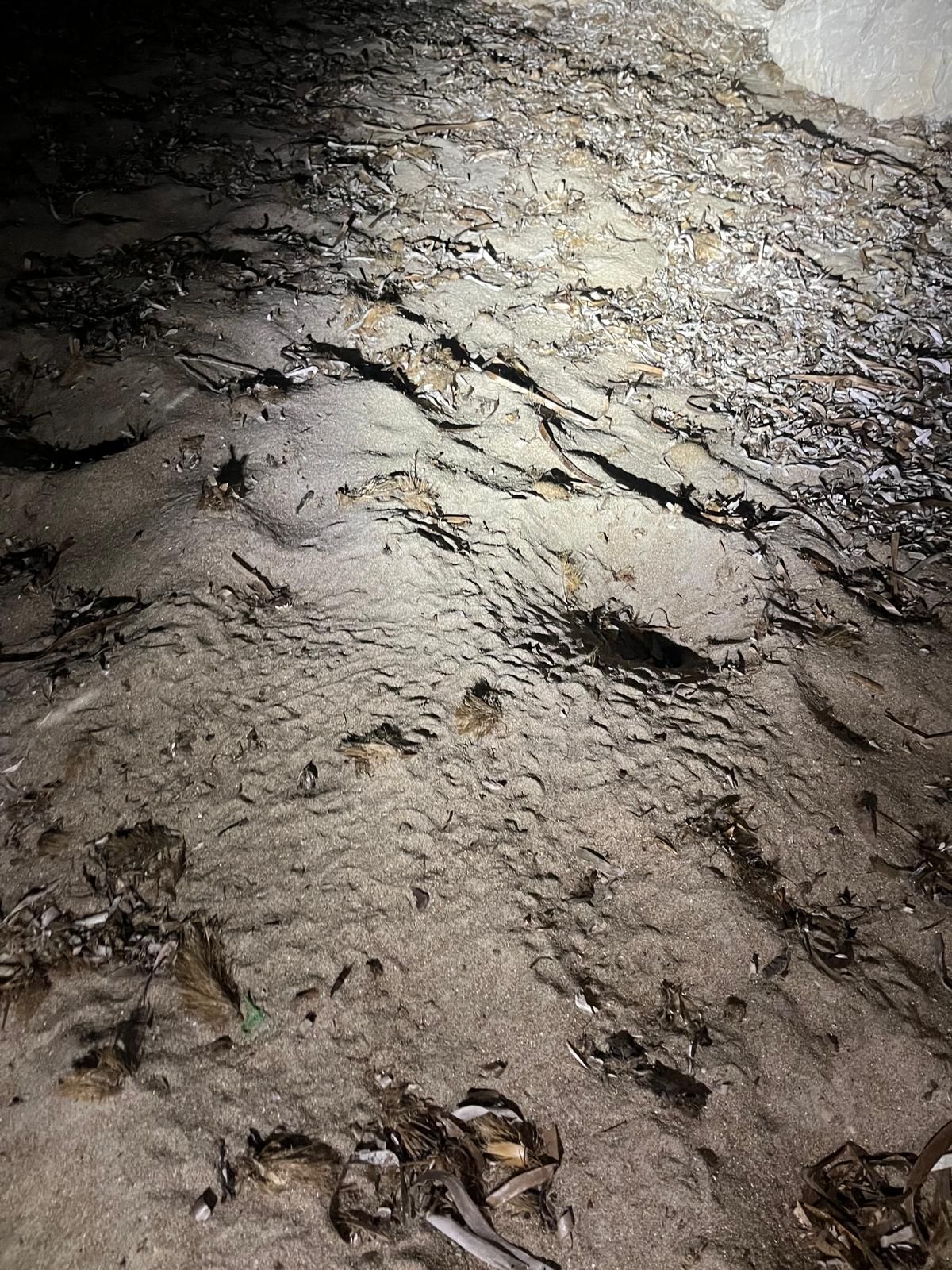 El milagro de la vida en una playa de Dénia: las imágenes del nacimiento de 98 tortugas