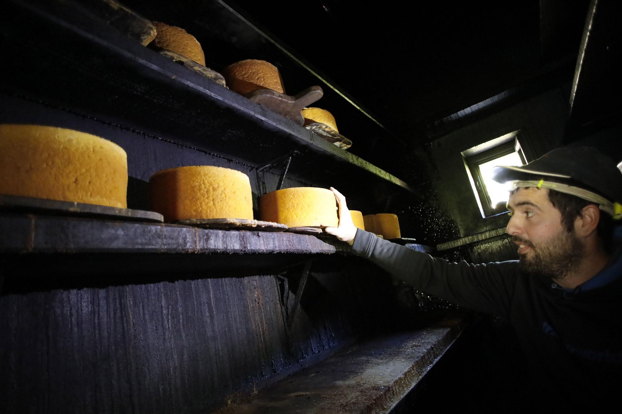 Así se elabora el gamonéu del Puertu: de la cueva a la mesa.