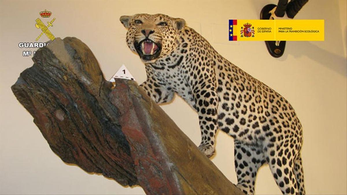 Un leopardo disecado, recuperado en Alicante en la Operación Taxideralia.