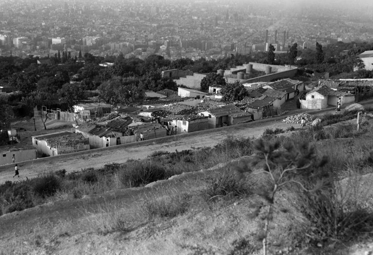 Imagen del terreno con uno de los pinos recién plantados, en 1962.