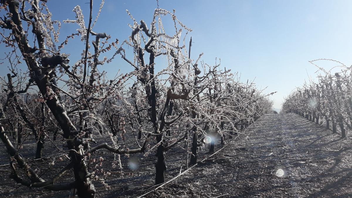 Heladas en una producción de melocotones en Cieza, esta mañana.