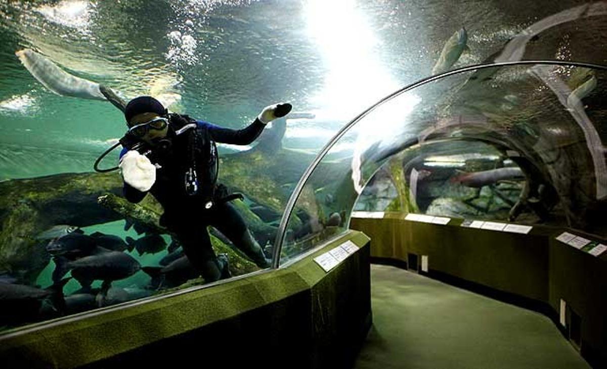 Un empleat neteja un túnel de vidre de l’aquari de Xangai (Xina).