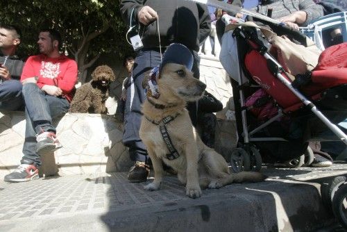 Bendición de animales en Cartagena por San Antón