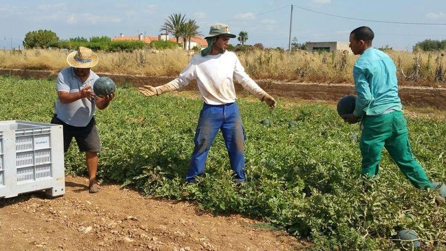 Benicarló cierra la campaña de sandía con la recogida de 11 millones de kilos