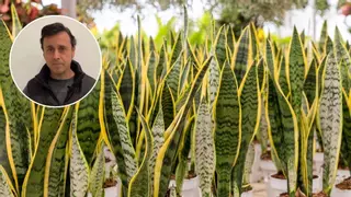 Un experto jardinero de Sevilla presenta las dos plantas "más duras": "No necesitan casi riego"