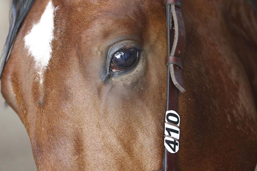 Cabalcor echa a andar con el concurso morfológico