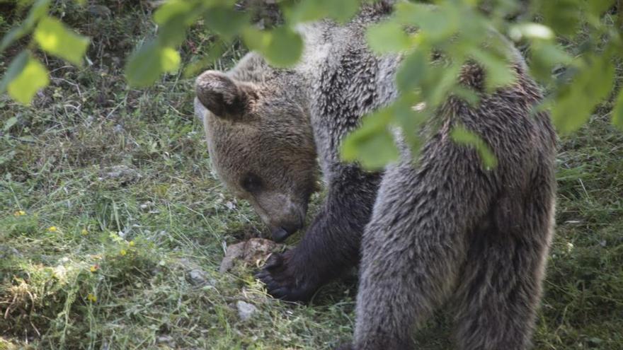 Los osos pardos asturianos se quedan sin comida