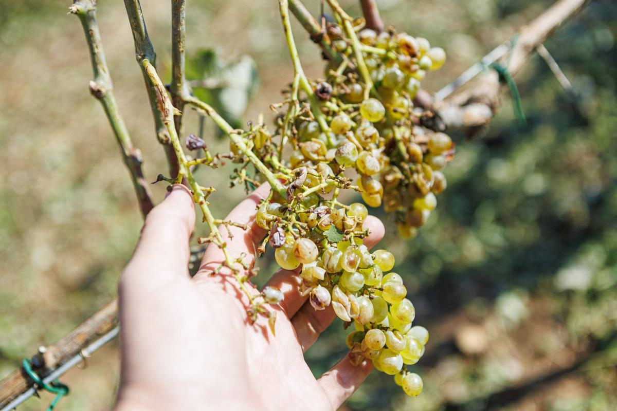 La pedra provoca afectacions en les vinyes al celler Collbaix