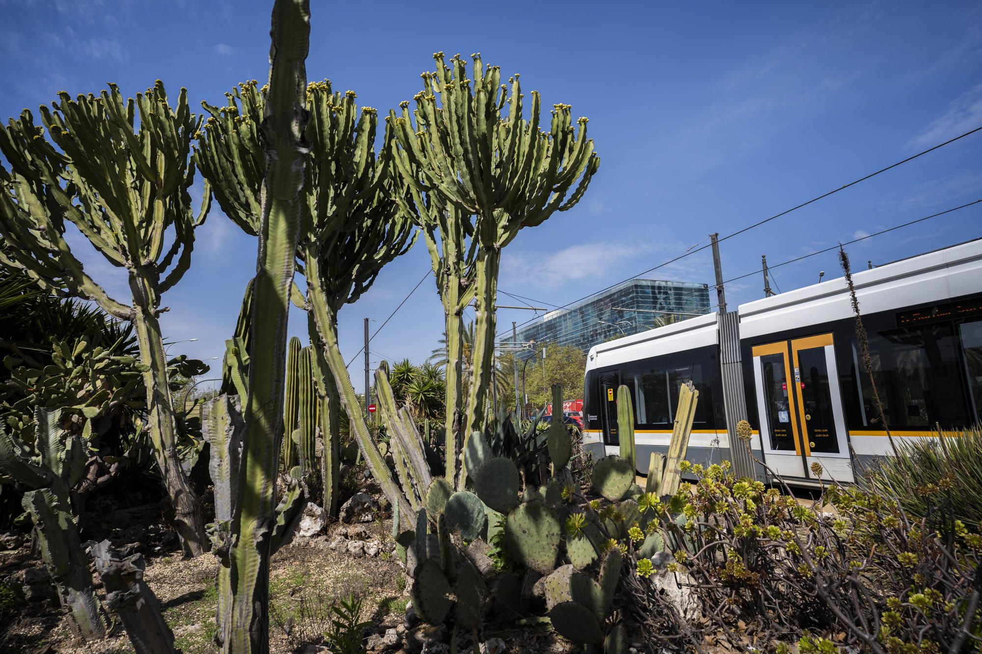 ¿Conoces los jardines de cactus de València?