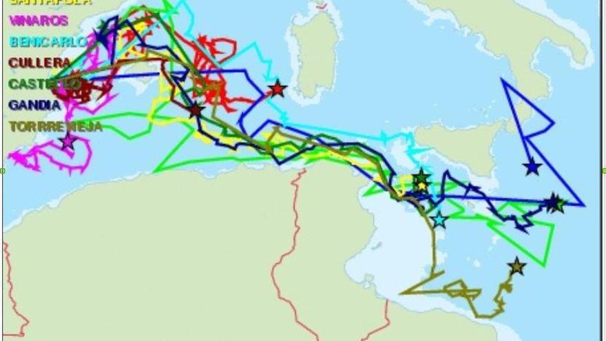 Les tortugues alliberades en 2017 descobrixen el mar Mediterrani