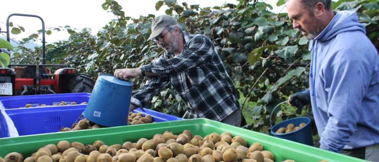 Recogida de kiwis en Forcinas.