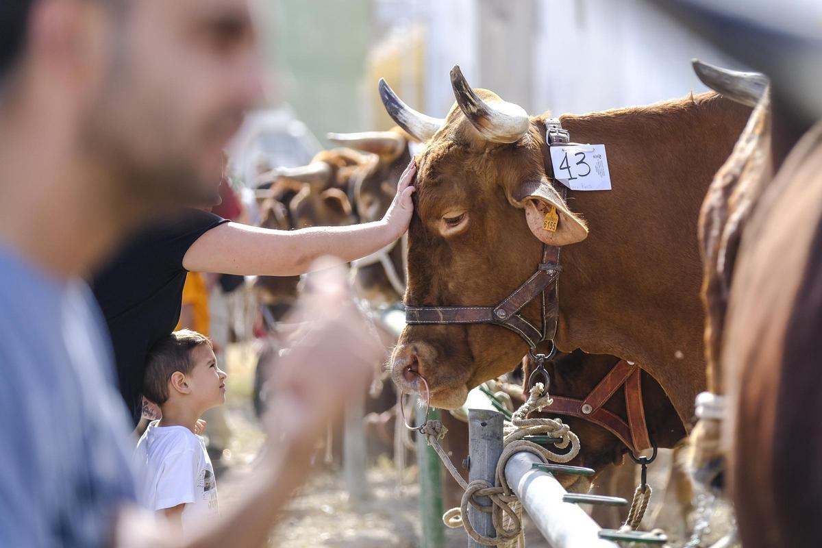 La Fiesta de la Inmaculada en Jinámar