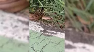 "Terror" por la presencia de culebras en el carril bici junto al río Duero