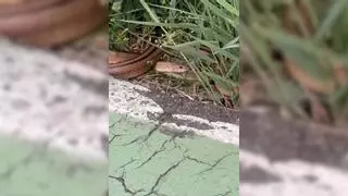 VÍDEO | "Terror" en el carril bici junto al Duero por la presencia de culebras