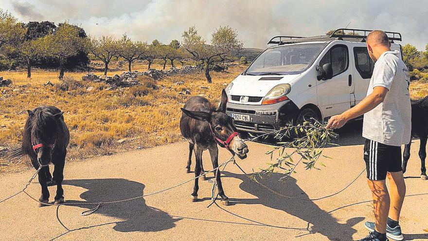 Un hombre da de comer a animales.