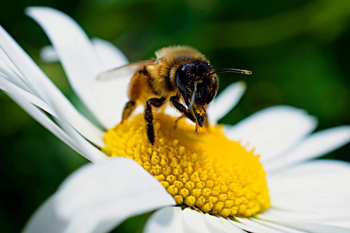 Una abeja pica cuando se siente amenazada o cuando siente que el peligro está a punto de atacar al enjambre.