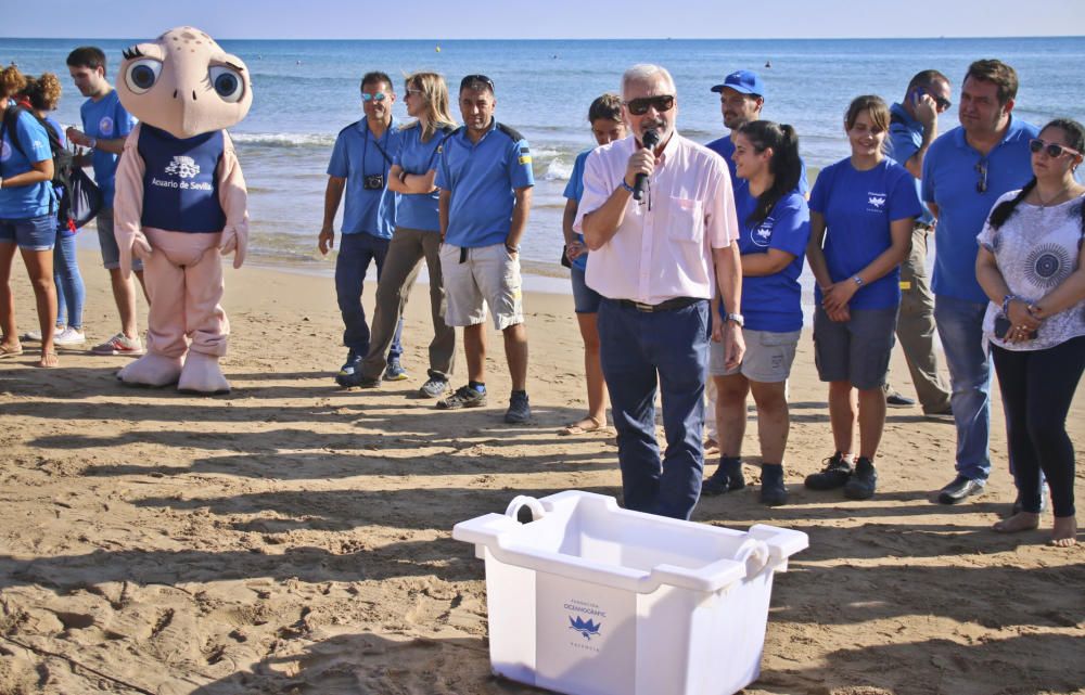 Ocenanogràfic, Acuario de Sevilla, y el Ayuntamiento de Torrevieja organizaron una suelta de 6 tortugas jóvenes procedente de un nido de las playas de Sueca (Valencia) con la participación de escolare