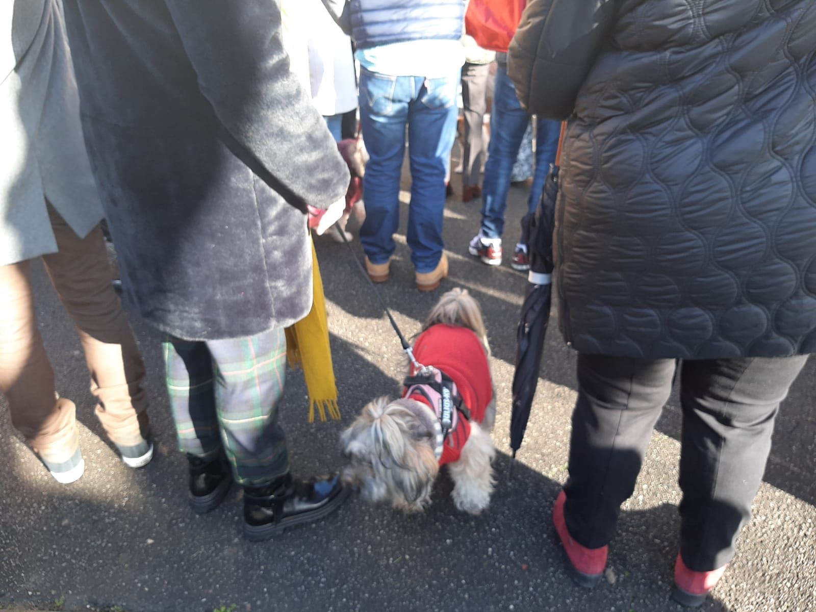 San Antón, hasta la bandera en Lugones: decenas de vecinos llevan a bendecir a sus mascotas