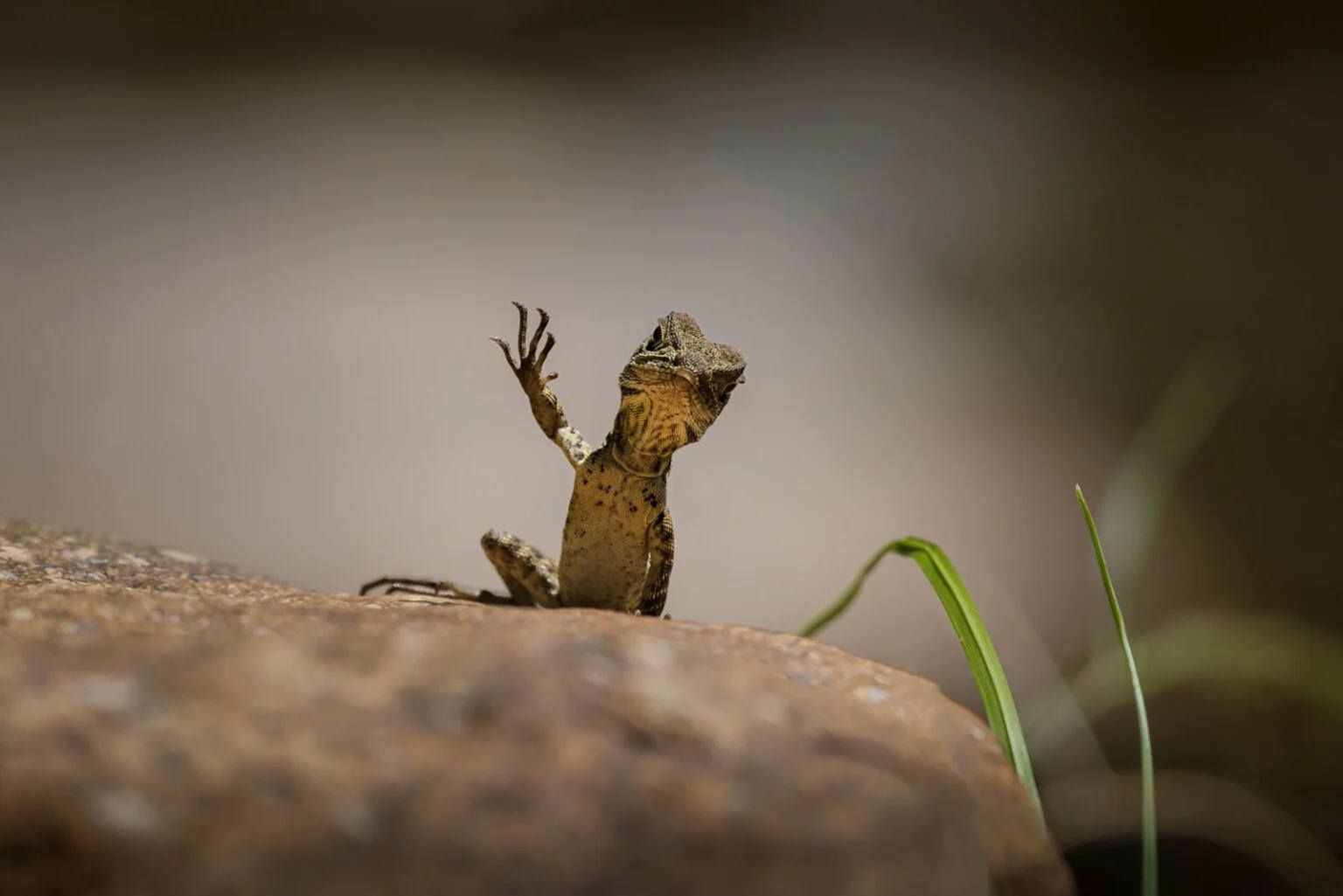 Waving Dragon by Trevor Rix.jpg