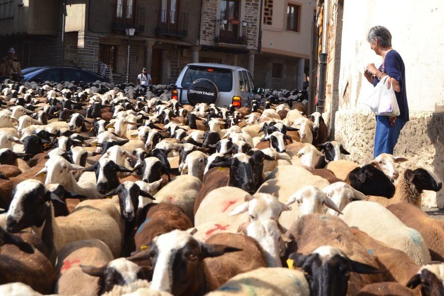 Las ovejas "toman" Puebla de Sanabria