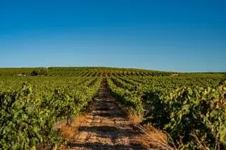 Es donde la élite de España compra sus botellas y se llama "la milla de oro del vino"