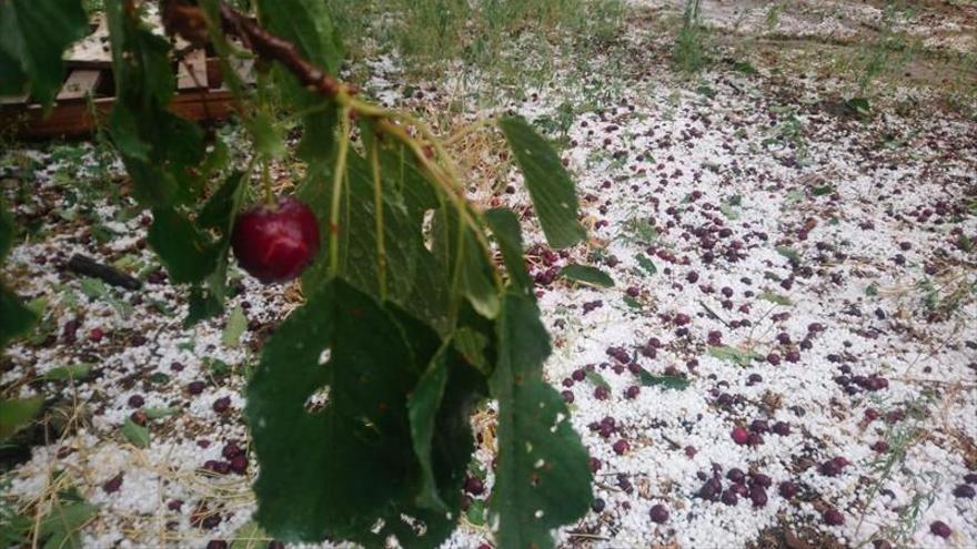 Una fuerte granizada pone en peligro la cosecha de cerezas