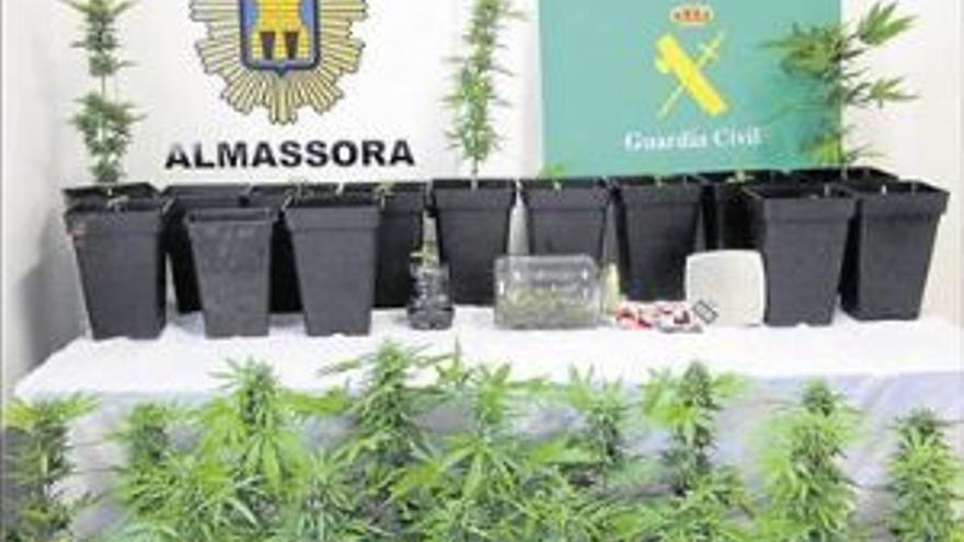 Dos detenidos en Almassora por cultivar 32 plantas de marihuana