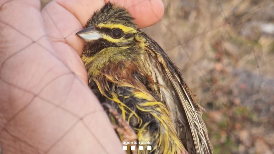 Els Agents Rurals enxampen un caçador furtiu d&#039;ocells al Bages