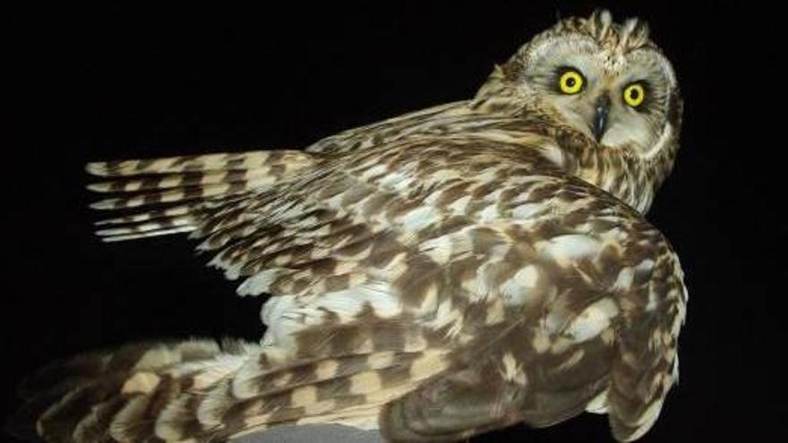 Las rapaces nocturnas del Saler ingieren mil topillos al trimestre