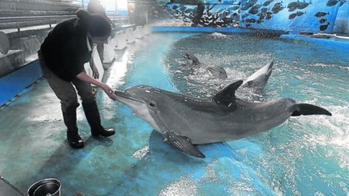 Una cuidadora, ayer, en el delfinario del Zoo de Barcelona junto a dos ejemplares.