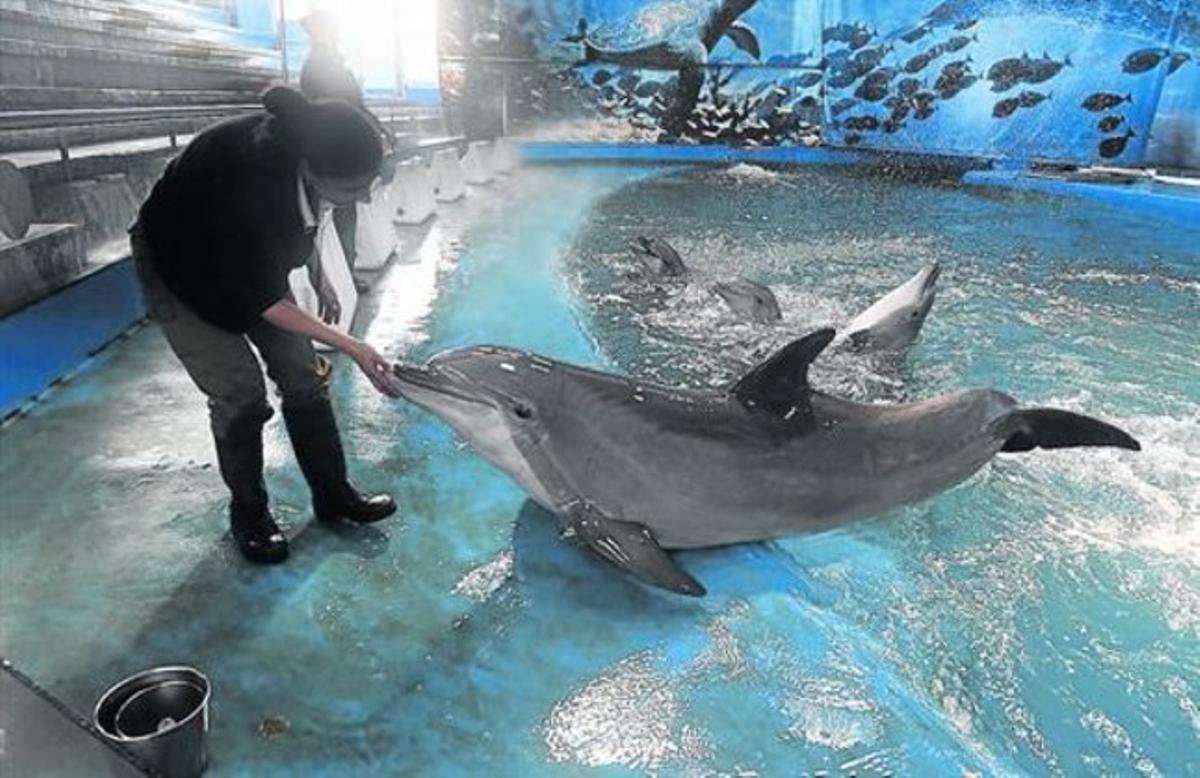 Una cuidadora, ahir, al delfinari del Zoode Barcelona amb dos exemplars. Una cuidadora, ahir, al delfinari del Zoode Barcelona amb dos exemplars.