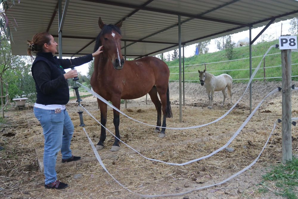 Santuario de caballos CYD Santa María en Alhaurín