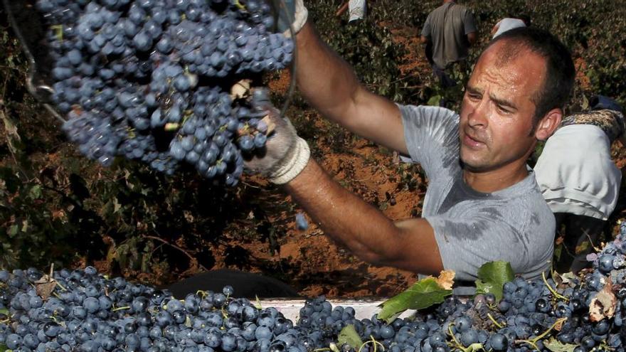 La DO Utiel-Requena recoge un 12 % menos de uvas que el año pasado