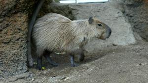Una capibara o carpincho en cautividad en el CosmoCaixa.