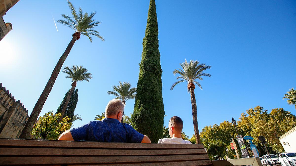 Ciprés común que hay a la entrada del Alcázar
