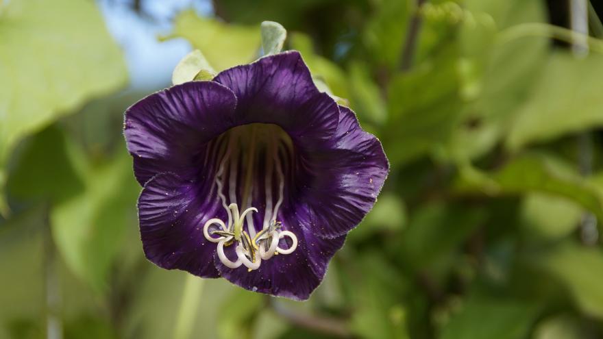 Planta murciélago: la flor más original para decorar tu casa en Halloween