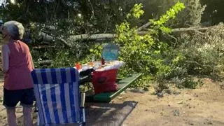 "Milagro" en la Albufera de Anna: se desploma un gran árbol en la terraza de un chiringuito sin causar heridos