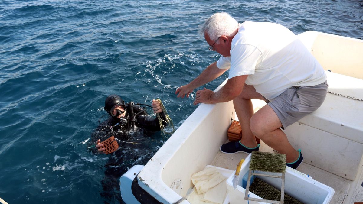 Un submarinista amb una de les cordes inseminades amb enciam de mar