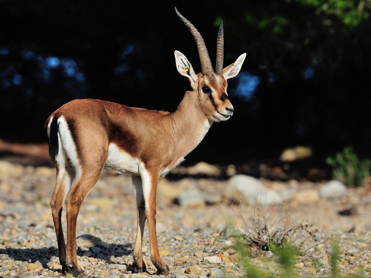 Una de las gacelas de cuvier en el zoo ilicitano