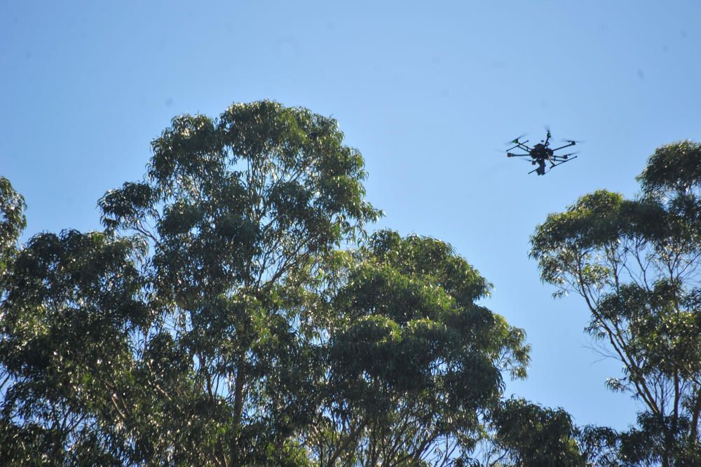 Trabajos de Aeromar para eliminar el nido de velutinas con su dron.