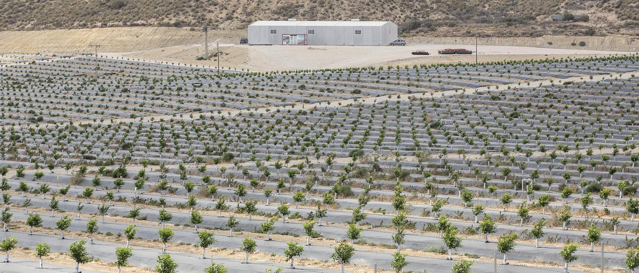 Plantación de cítricos a los que se exigen todos los controles fitosanitarios en Xixona