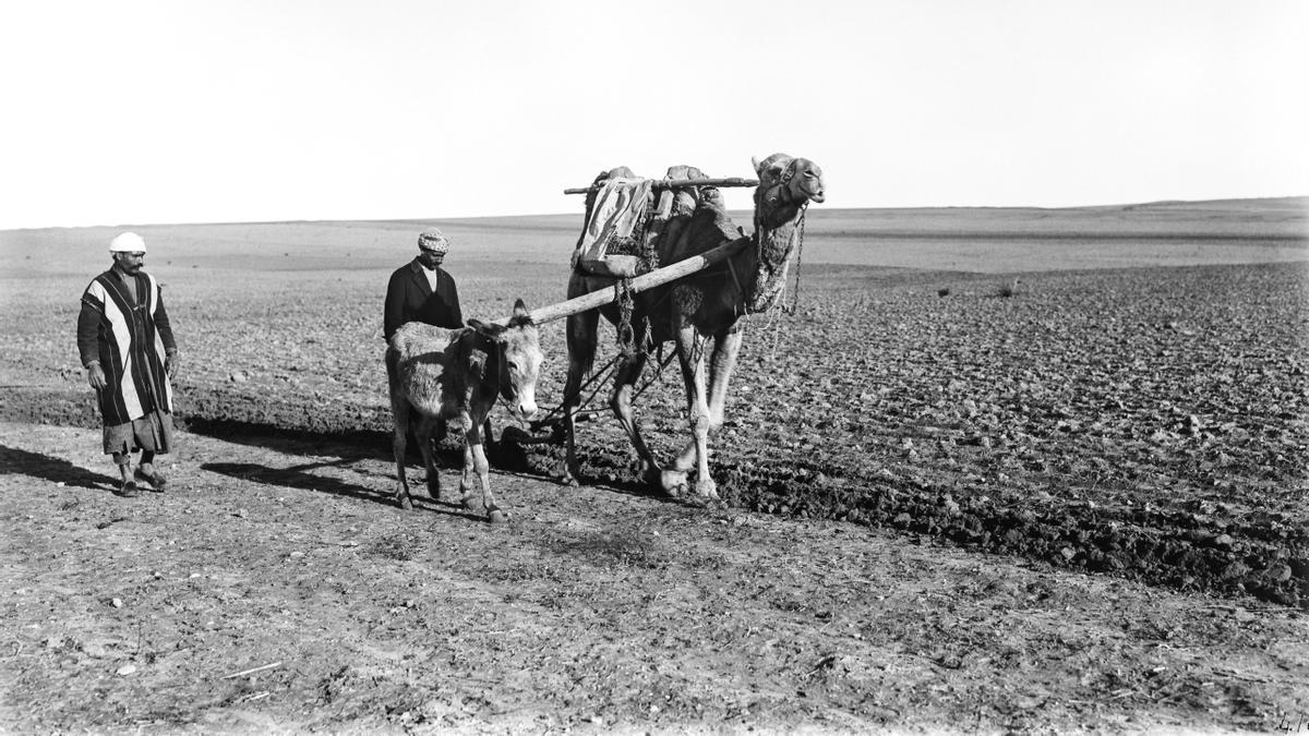 12_Llaurant els camps amb un camell i un ase Palestina 1927.jpg