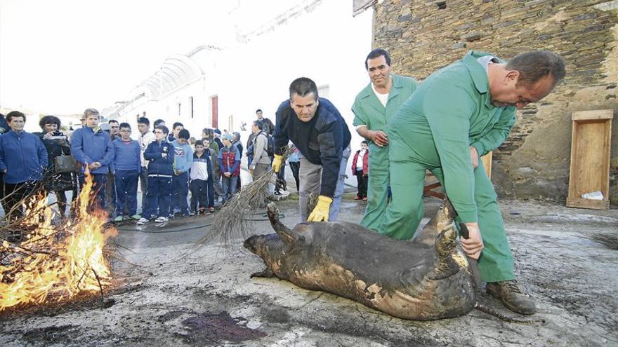 La Matanza Tradicional de Alcántara celebra mañana su veinte aniversario