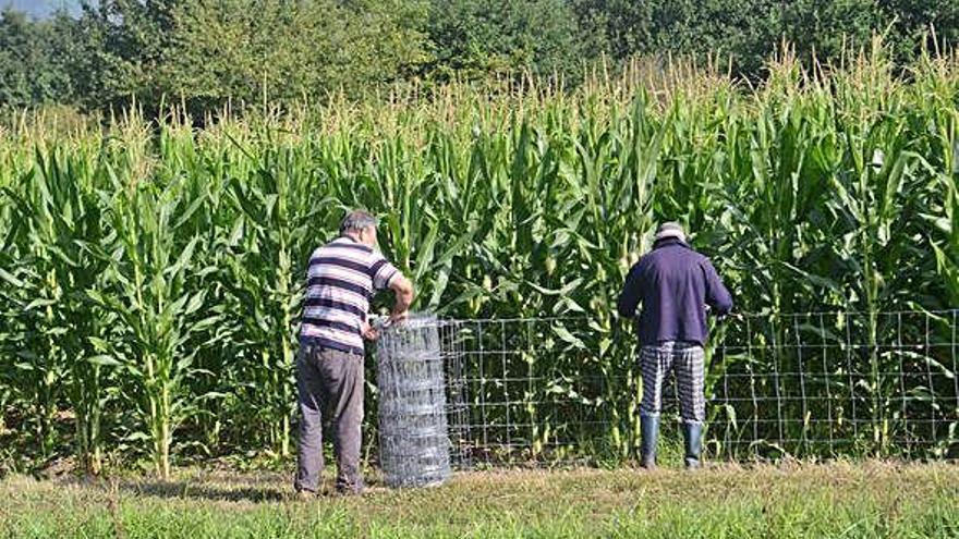 Vecinos de Valga, en Pontevedra, cercan un maizal para protegerlo de ataques de jabalí.