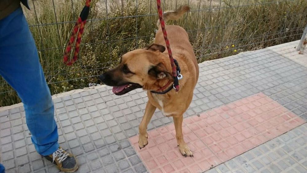 Rescatan a un perro atrapado en el alcantarillado en Villena