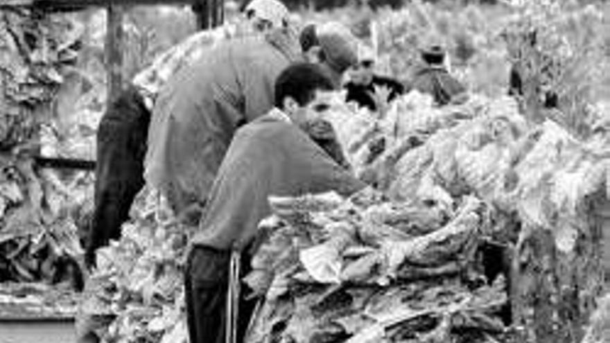 Jaraíz convoca el concurso de tabaco y pimiento agridulce