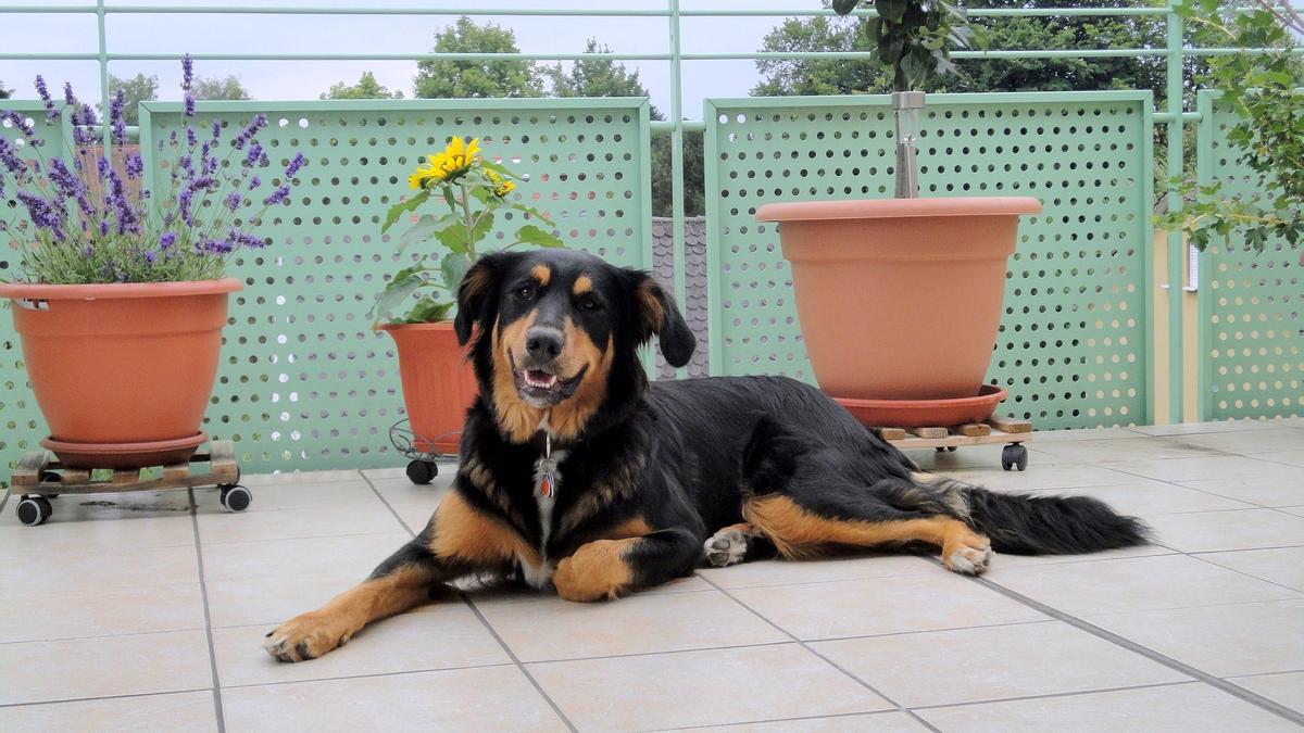 Los perros ya no pueden quedarse solos en patios y terrazas